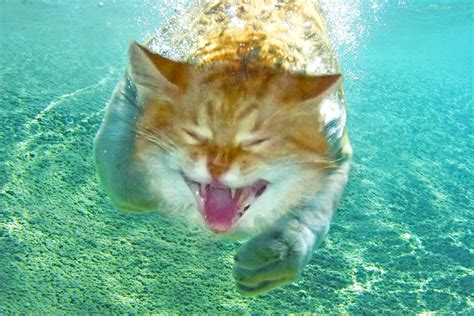 Psbattle Tiger Underwater Photoshopbattles