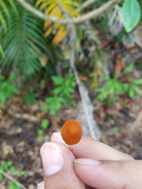 Orange Mushrooms Florida All Mushroom Info