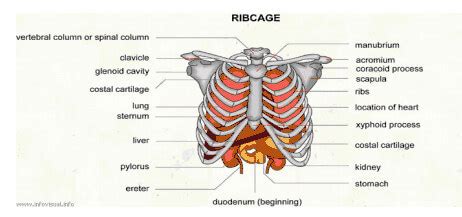 While your heart is under your left rib cage, feeling pain in that area usually doesn't indicate a heart attack. Pain under Right Rib Cage