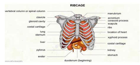 What organ is under your left lower rib cage on your left side close to your back? lung: Pain under Right Rib Cage
