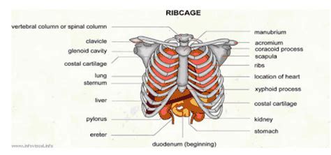 Learn more about the heart in this article. Pain under Right Rib Cage - (2019 - Updated)