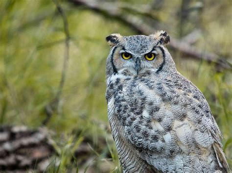 18 Owl Species With Irresistible Faces