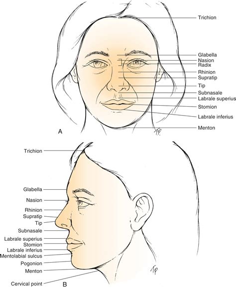 Aesthetic Facial Analysis Clinical Tree