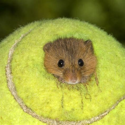Looking to get wimbledon tickets for 2021? Used Wimbledon Tennis Balls Become Tiny Homes for Mice ...