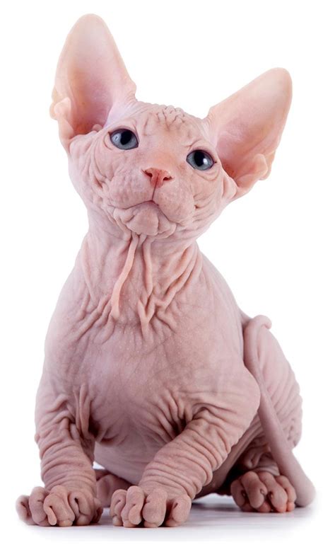 When i get up she'll be walking right in front of me. Everything You Wanted to Know About Sphynx Cats | The ...