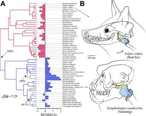 Ornstein Uhlenbeck Model Results A Phylogenetic Tree And Residuals