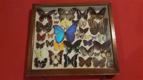 Very Fine Well Filled Antique Butterfly Display Case Catawiki