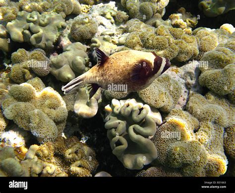 Masked Puffer Fish Stock Photo Alamy