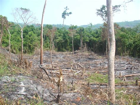 Deforestation Philippine Clearing House Mechanism