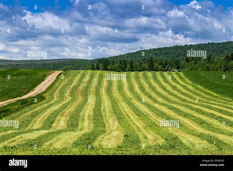 Freshly Cut Hay Field Drying Landscape Stock Photo Alamy