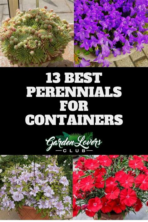 13 Best Perennials For Containers Best Perennials