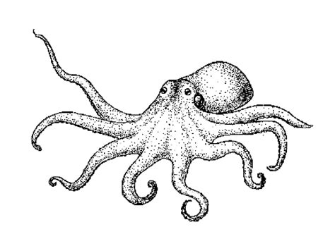 Line Drawing Octopus at GetDrawings | Free download
