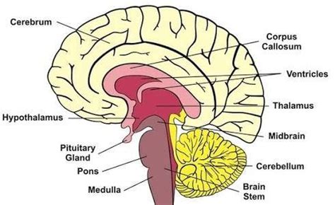 4 main brain parts and their functions explained enkiverywell. What are the main parts of the human brain? What functions ...
