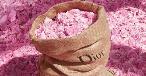 Dior Miss Dior Rose Nroses ~ Nuevas Fragancias