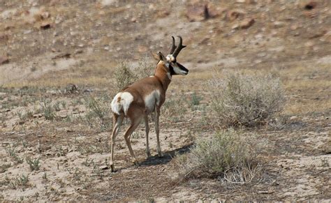 Antelope In The Desert Pronghorn Antelope Forages Alongsid Flickr