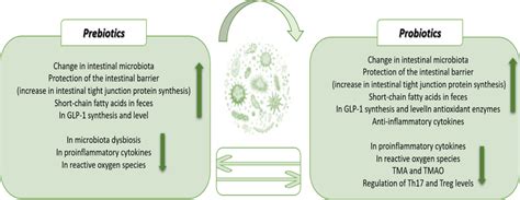Primary Mechanisms Of Gut Microbiota Modulation By Prebiotics And