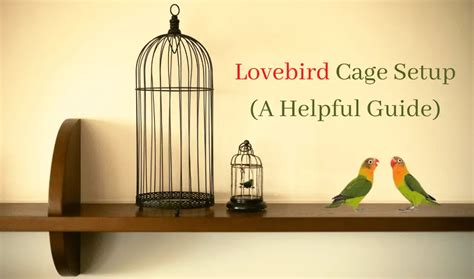 Lovebird Cages Archives The Brainy Bird