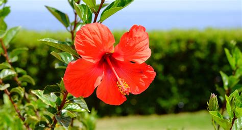 Hibiscus Flowers And How To Grow Them Better Homes And Gardens