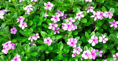 Catharanthus Roseus Care And Info