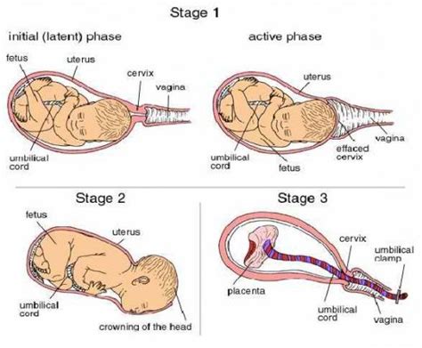stages of labor stages of labor birth labor midwifery