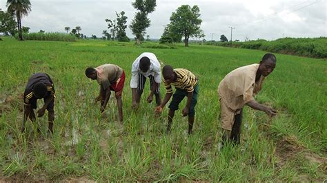 Fadama Project Turns Nigerian Farmers Into Agro Preneurs