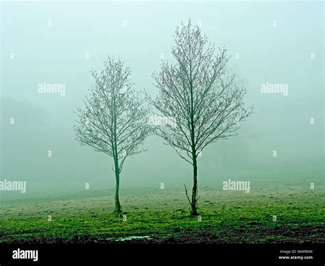 2 Trees In The Mist Stock Photo Alamy