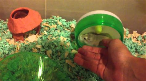 Robo Dwarf Hamster Plastic Bin Cage 2 Youtube