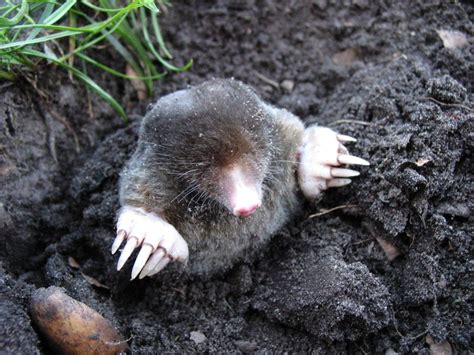 Mole Vs Gopher Difference Between Moles And Gophers
