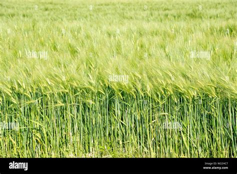 Green Wheat Field Background Stock Photo Alamy