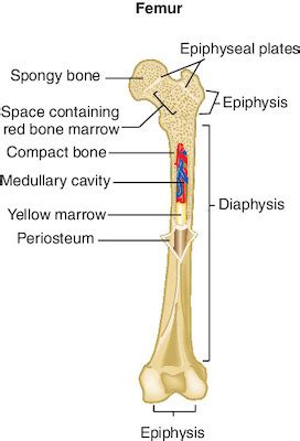 As the names suggest compact bone looks compact and the spongy bone looks like sponges. bone | Taber's Medical Dictionary