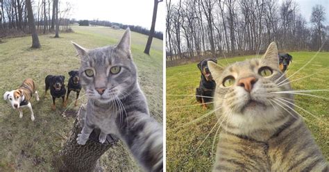 Meet Manny The Selfie Taking Cat Funny Taking Cat Cats Funny Cats