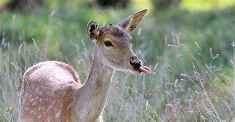 Fact Check Does This Photograph Show A Deer With Tumors Caused By