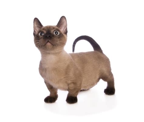 The price of munchkin cats in florida was similar to prices seen in london or singapore. Munchkin Cat Breed Information