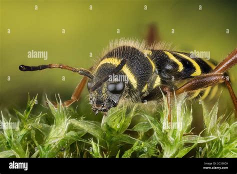 Macro Focus Stacking Shot Of Wasp Beetle His Latin Name Is Clytus