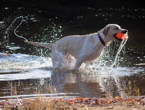 Labrador Retrievers Hit 25th Year As Top Dog Breed The Denver Post