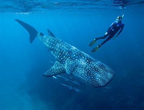 Wallpaper Whale Shark Shark Atlantic Indian Pacific Ocean Water
