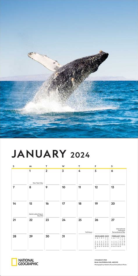 National Geographic Whales 2024 Wall Calendar Book Summary And Video