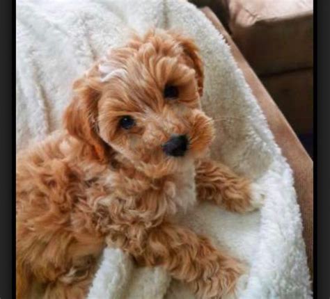 Gorgeous Toy Poodle Pure Bred Female
