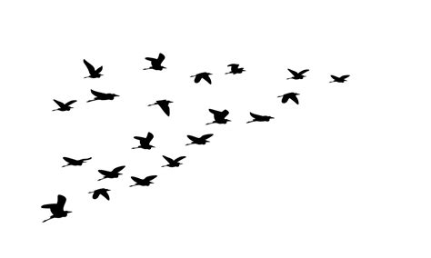 Silhouette Of Flock Of Flying Birds Isolated On White Background