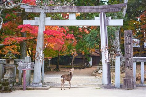 15 Best Things To Do In Nara Japan Wonder Travel Blog