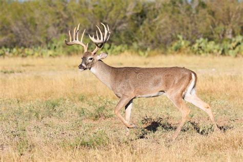 Big Typical Whitetail Buck Stock Photo Image Of Prowl 80410346