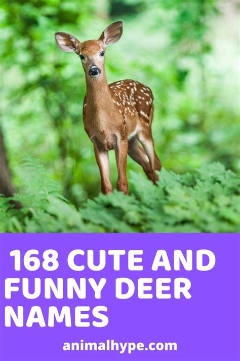 168 Cute And Funny Deer Names Funny Deer Cute Pet Names Stuffed