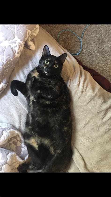 My Heckin Chonker Cashmere Shes The Best Cat Ive Ever Had Rchonkers