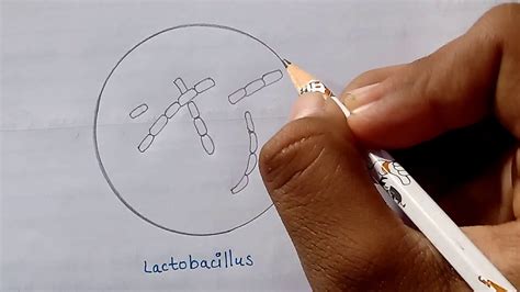 Diagram Of Lactobacillus How To Draw Labelled Diagram Of