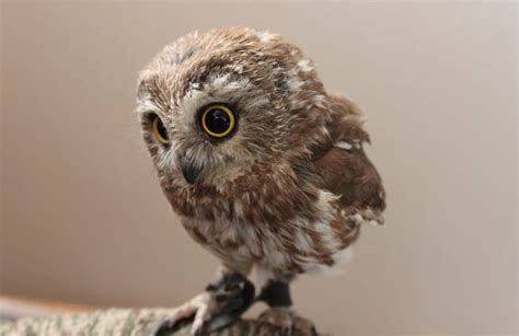 10 Fascinating Facts About Baby Owls