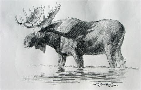 Moose Painting Deer Art Drawings