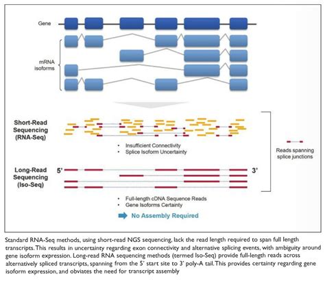 Full Length Isoform Sequencing Iso Seq Yields A More Comprehensive View Of Gene Activity