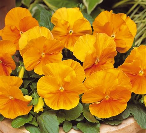 Matrix Orange Clear Pansy Calloways Nursery