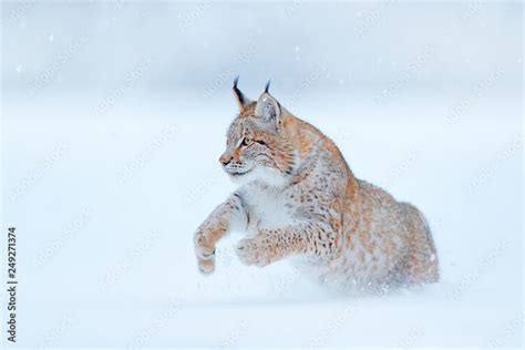 eurasian lynx running wild cat in the forest with snow wildlife scene from winter nature cute
