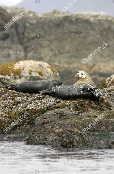 Seals Pacific Coast Tofino On Vancouver Editorial Stock Photo Stock